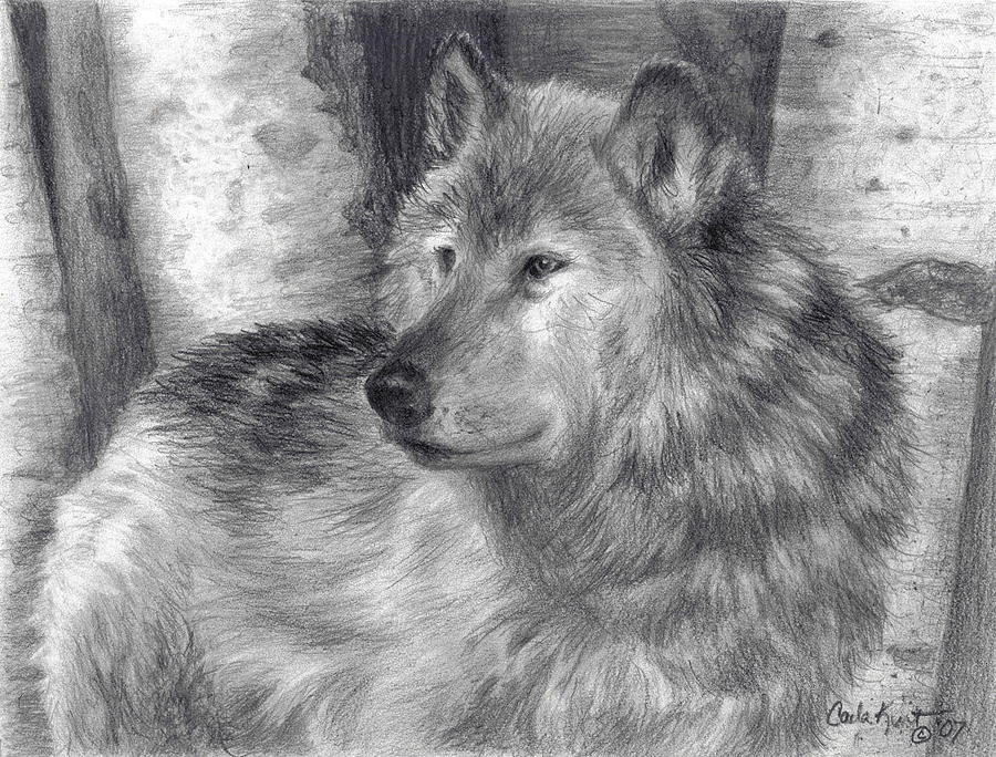 Wolf number six Drawing by Carla Kurt