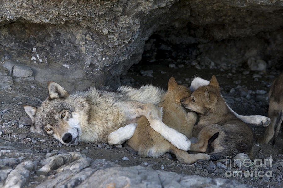Wolf Nursing Cubs Photograph by Jean-Louis Klein & Marie-Luce Hubert