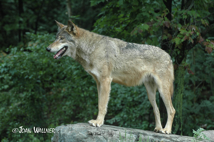 Wolf on a rock Photograph by Joan Wallner