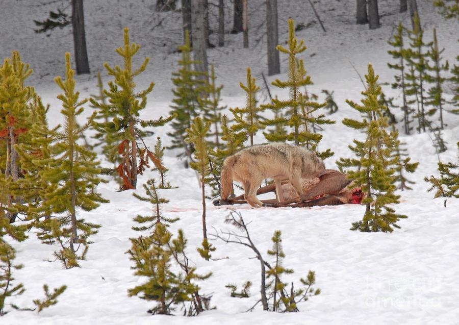 Wolf on Elk Kill Photograph by Dennis Hammer