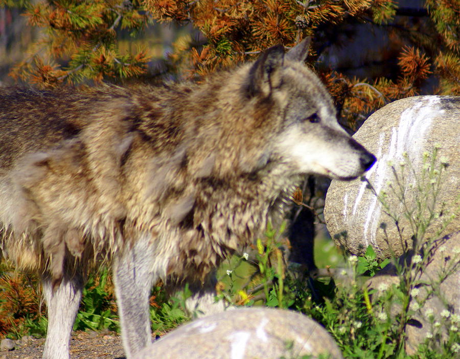 Wolf on Patorl Photograph by Marty Koch
