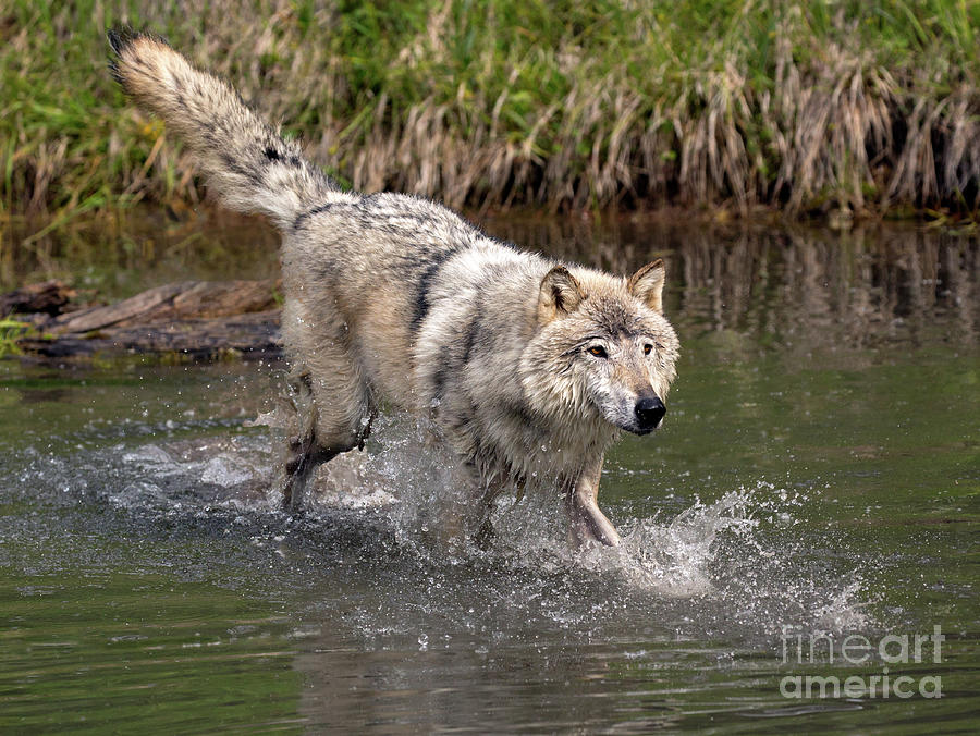Wolf on the Move Photograph by Art Cole