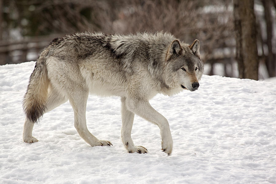 Wolf on the Prowl Photograph by Eunice Gibb