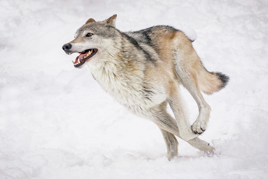 Wolf On The Run Photograph by Athena Mckinzie