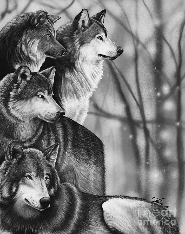 Wolf Pack Drawing by Charles Toy