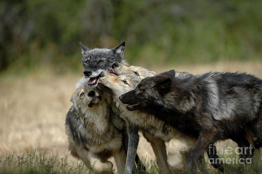 Wolf Pack Greeting Photograph by Wildlife Fine Art - Fine Art America