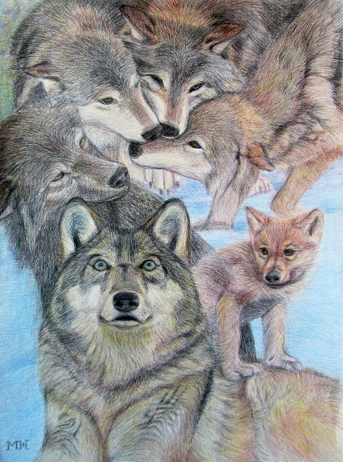 Wolf pack Drawing by Marija Zivanovic