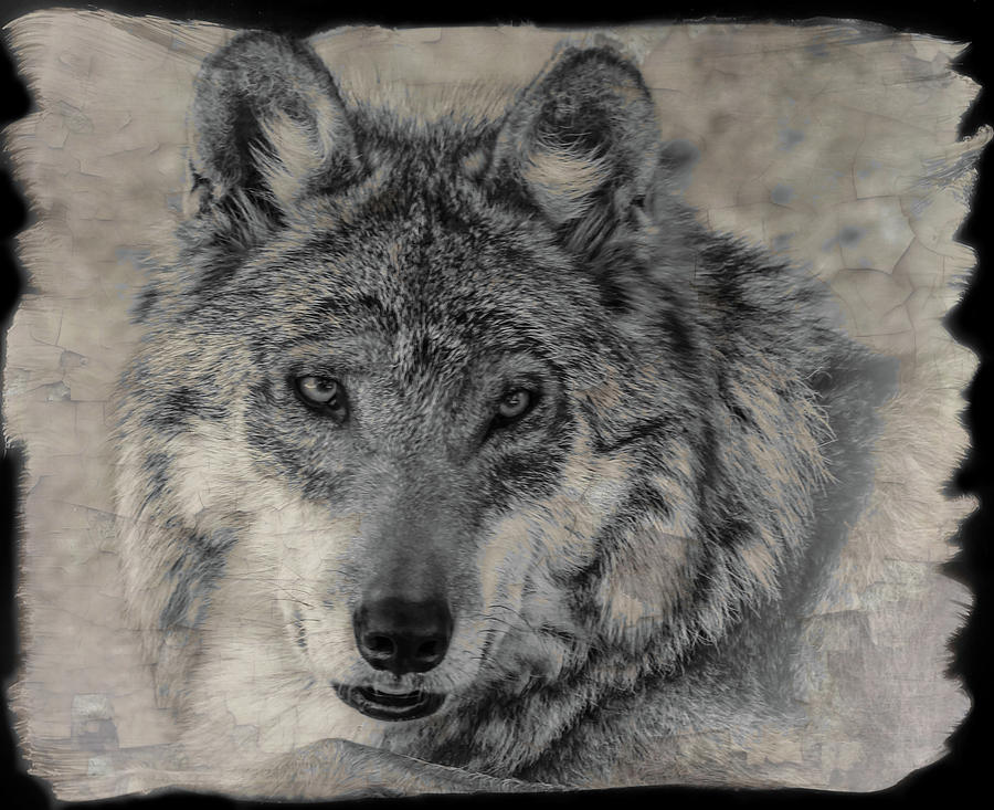 Wolf Painted Photograph by Elaine Malott
