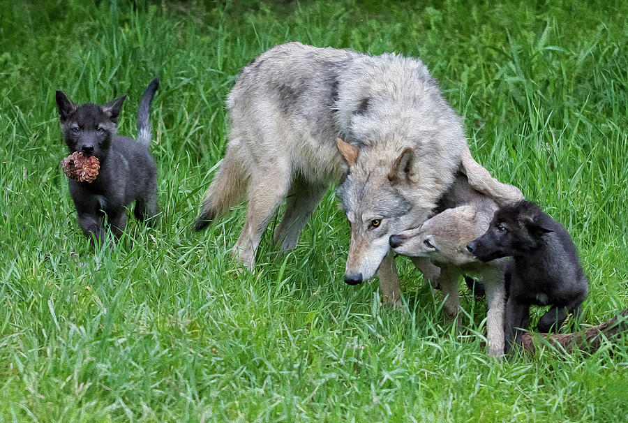 Wolves at Play Photograph by Art Cole