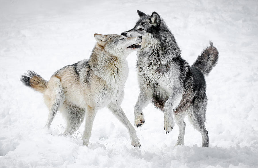 Wolf Play III Photograph by Athena Mckinzie