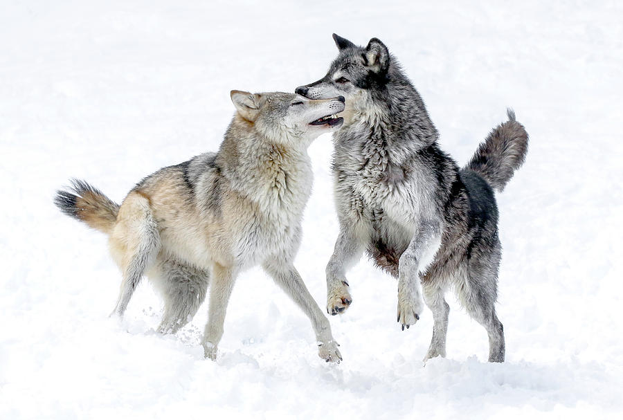 Wolf Play Winter Style Photograph by Athena Mckinzie