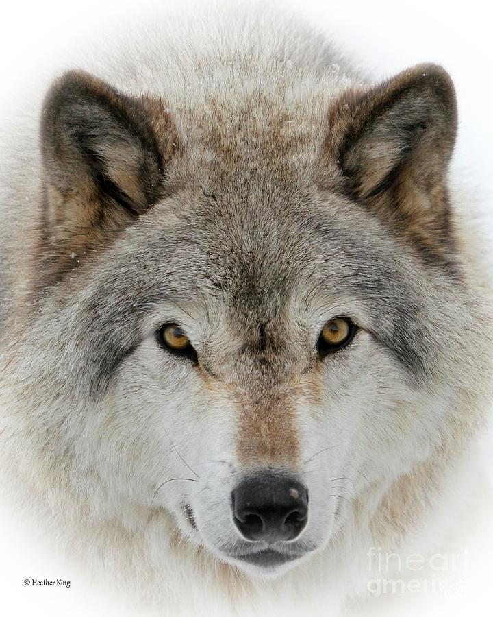 Wolf Portrait Photograph by Heather King