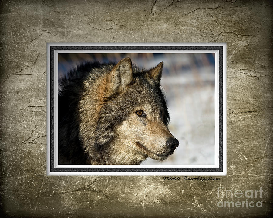 Yellowstone National Park Photograph - Wolf Portrait Matted by Wildlife Fine Art