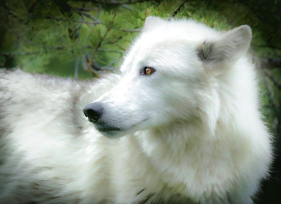 Wolf Portrait Paint Photograph by Athena Mckinzie