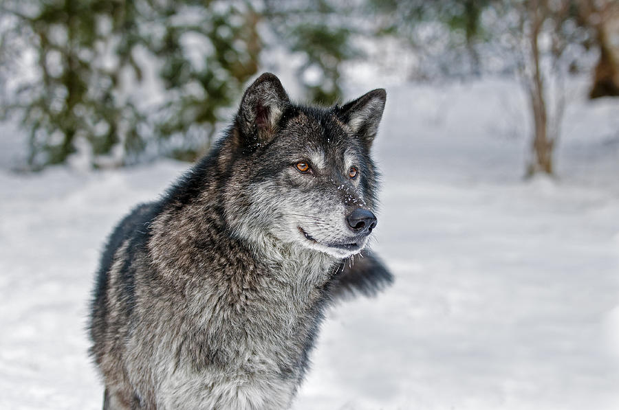 Wolf Portrait Photograph by Scott Read
