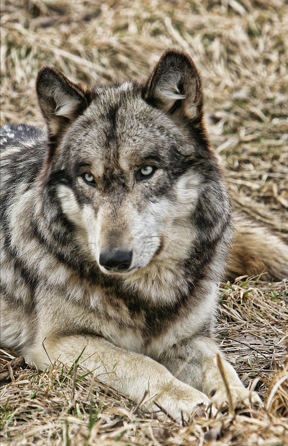 Wolf Portrait Photograph by Shari Jardina