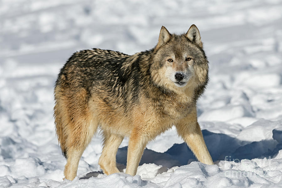 Wolf Portrait Photograph by Tibor Vari