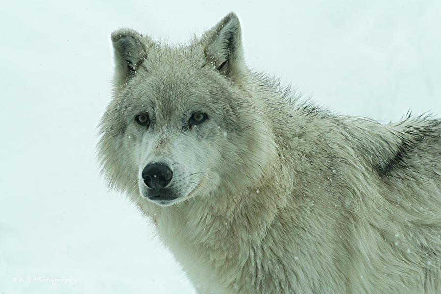 Wolf Profile Photograph by Brandon and Becky Holley - Fine Art America