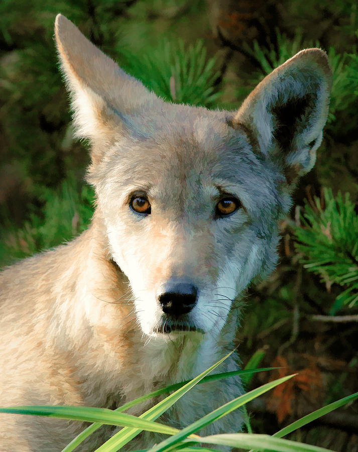 Wolf Pup Photograph by Athena Mckinzie