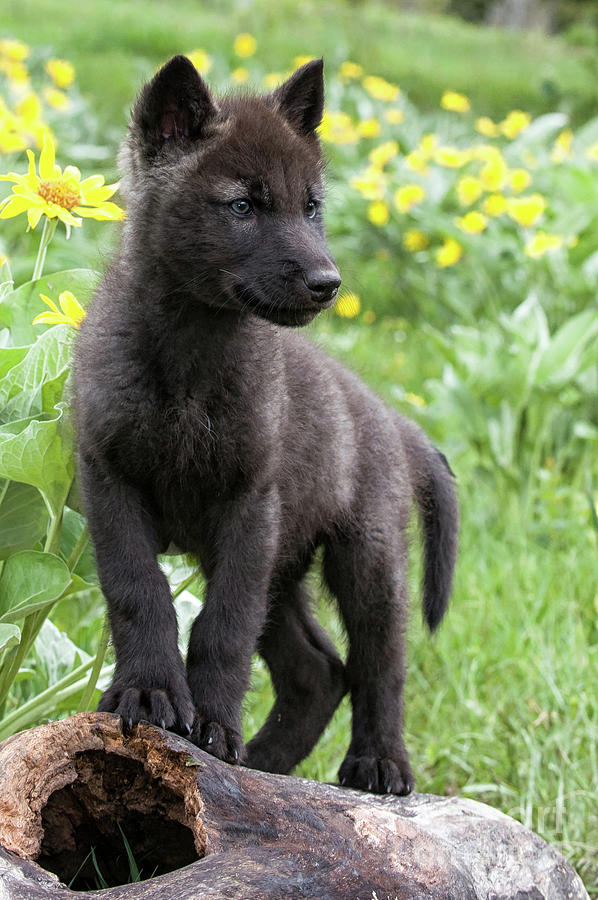 Wolf Pup in Spring Photograph by Tibor Vari
