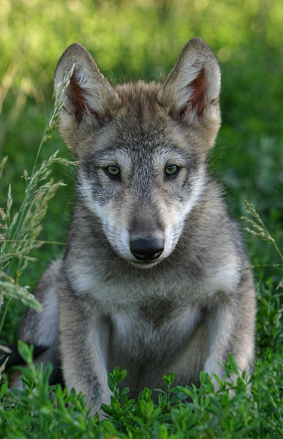 Wolf Pup Photograph by Shari Jardina