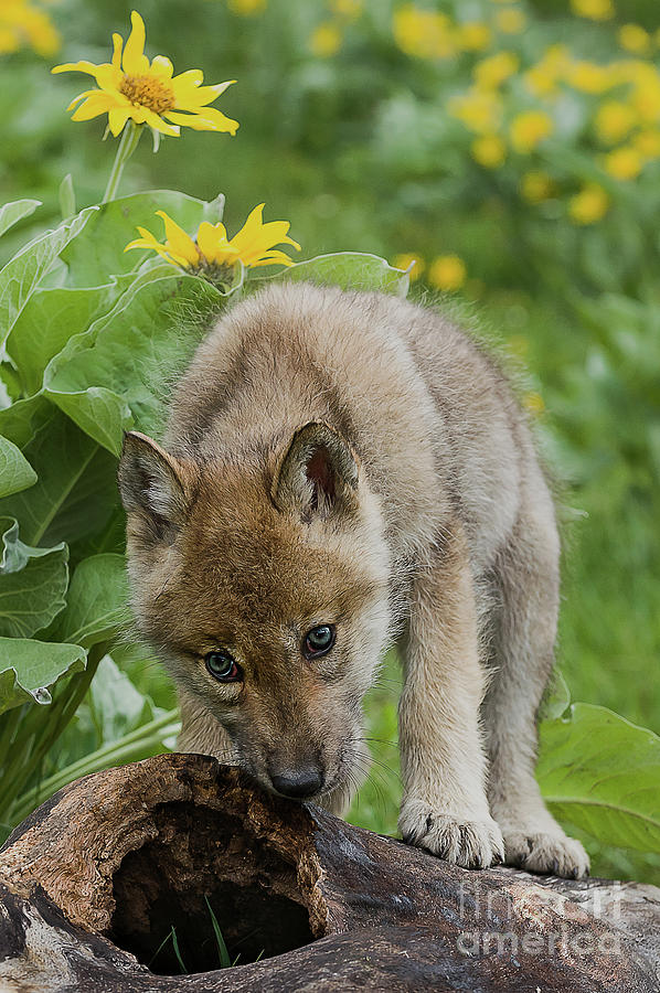 Wolf Pup Photograph by Tibor Vari - Fine Art America