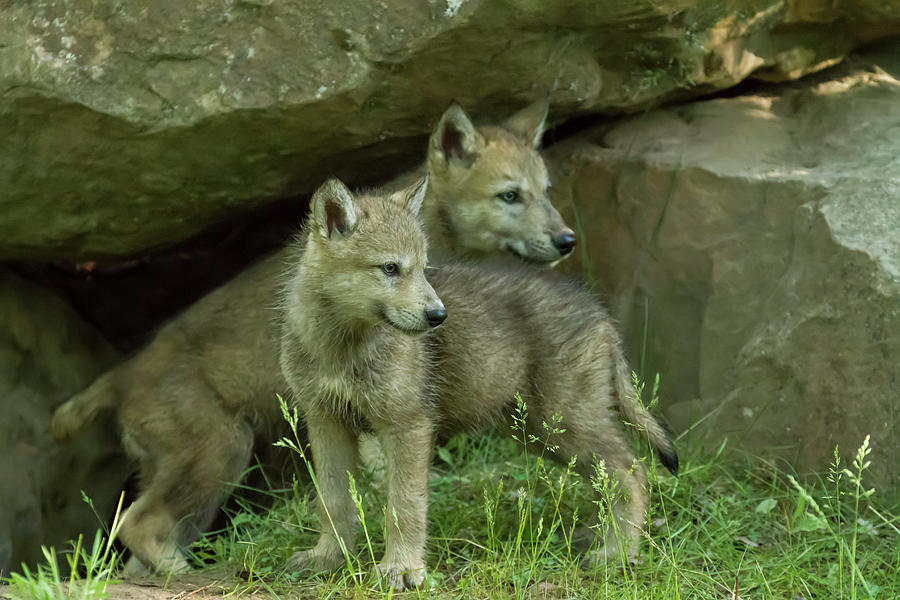 Wolf Pups Photograph by Lindley Johnson
