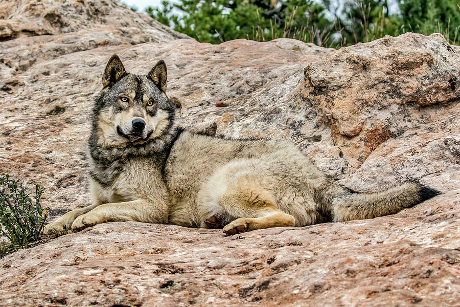 Wolf Reclines Photograph by Dawn Key