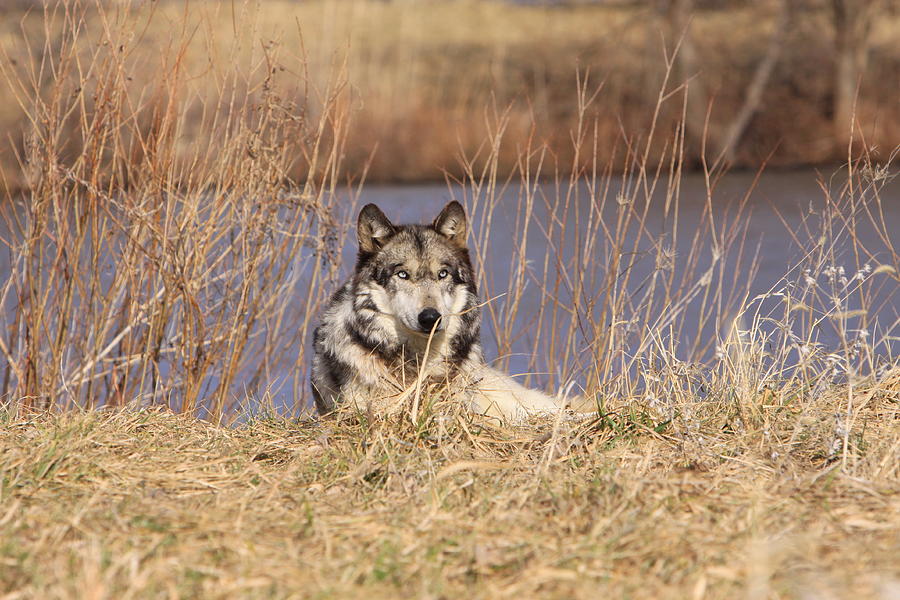 Wolf Relaxing Photograph by Shari Jardina