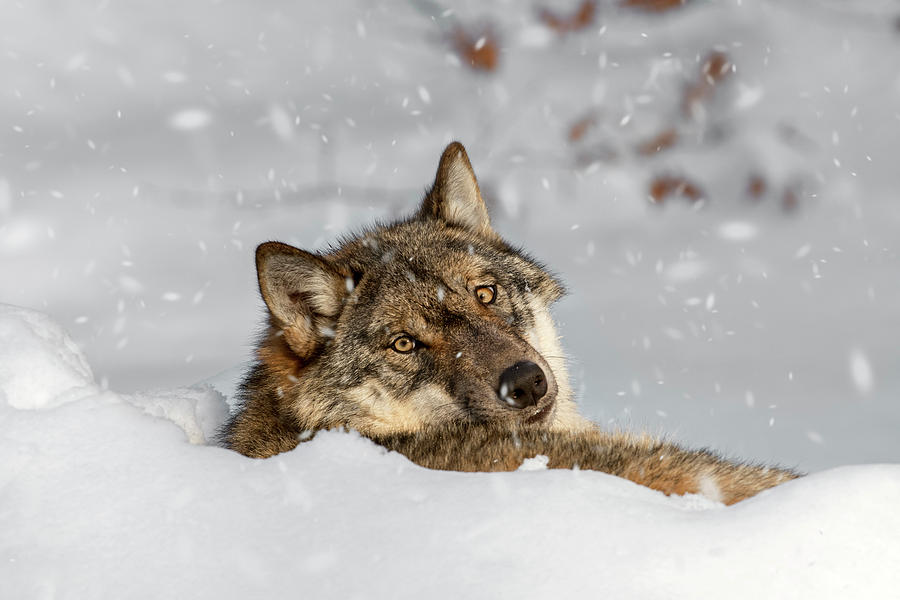 Wolf Resting in Winter Photograph by Arterra Picture Library