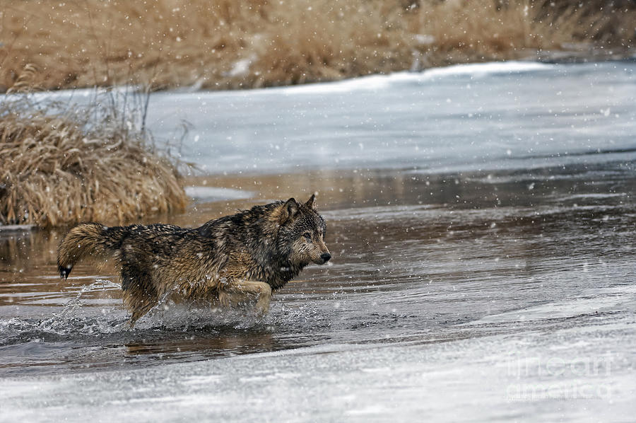 Wolves Photograph - Wolf river crossing by Wildlife Fine Art