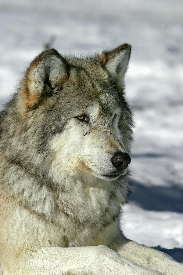 Wolf Photograph by Ronnie And Frances Howard
