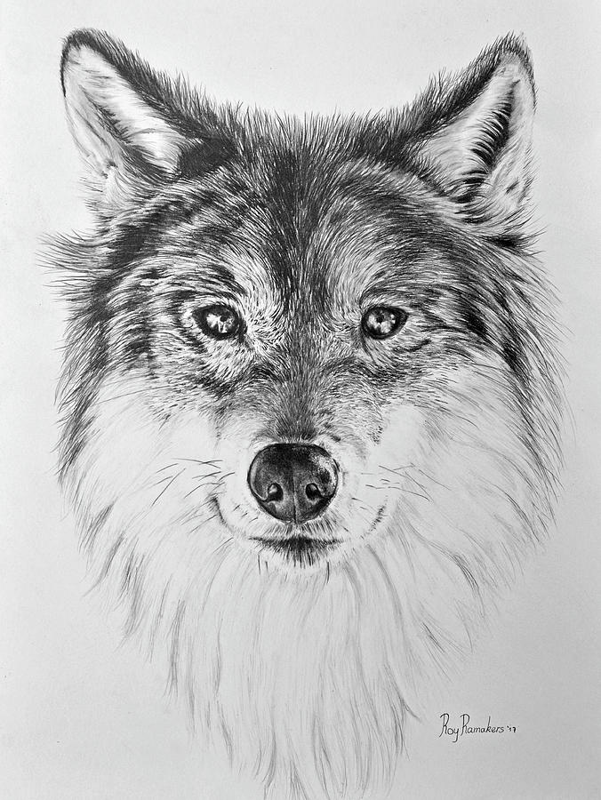 How to draw a wolf (Step by step tutorials for beginners)