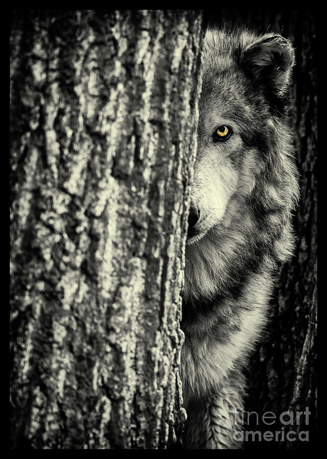 Wolf Photograph by Rudy Viereckl