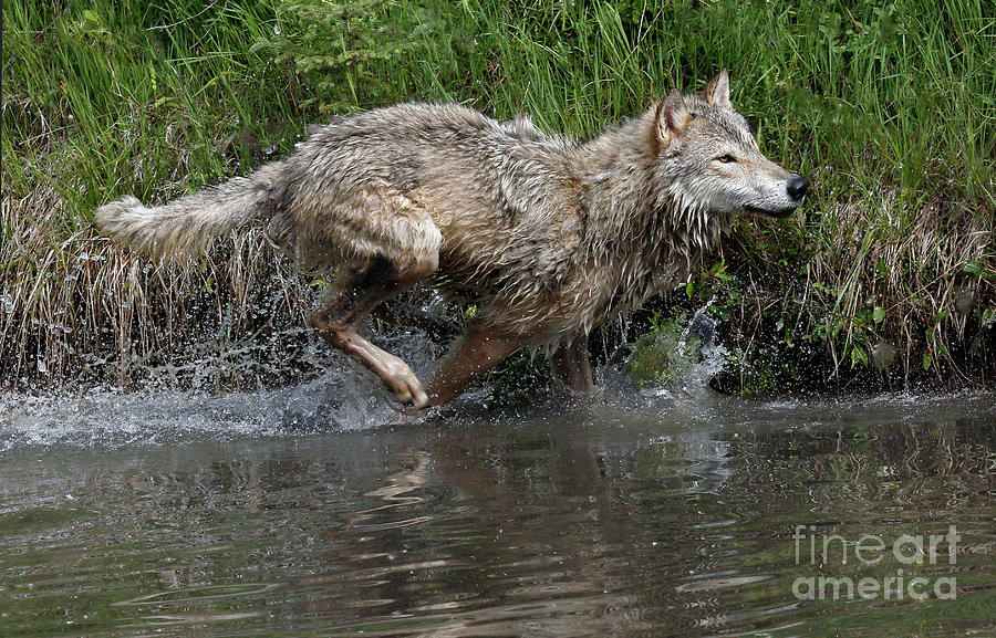 Wolf Run Photograph by Art Cole