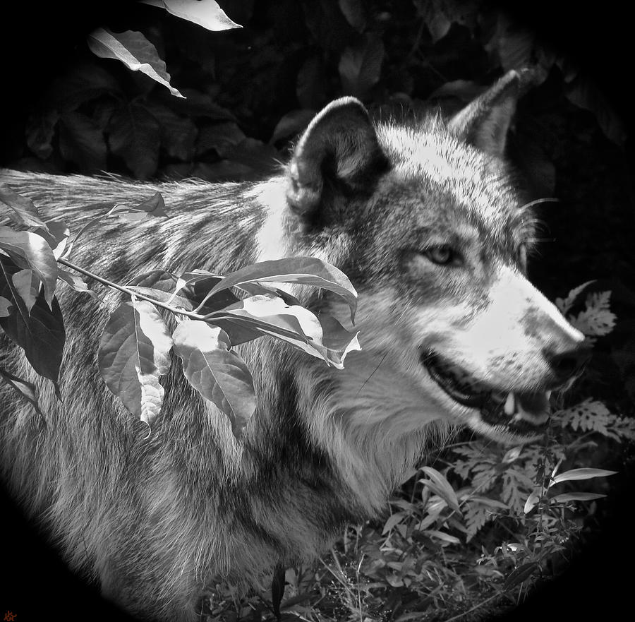 Wolf Run Photograph by Debra     Vatalaro