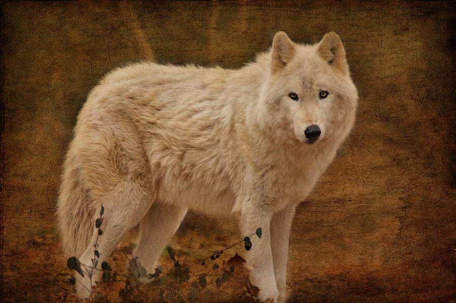 Wolf Photograph by Sandy Keeton