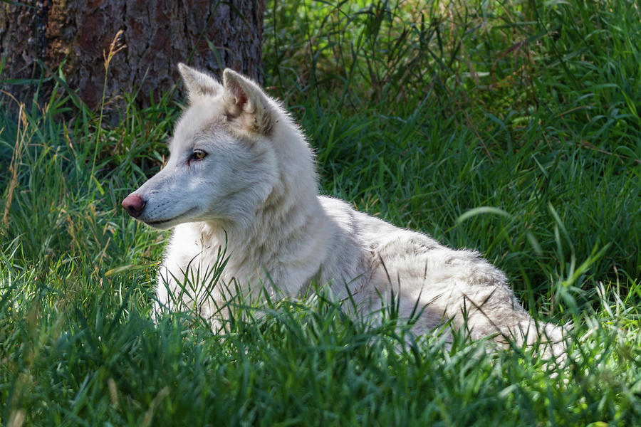 White Wolf Photograph by Shawn Heyland - Fine Art America