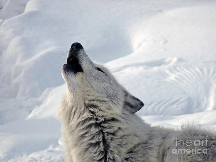 Wolf singing Photograph by Cindy Murphy - NightVisions