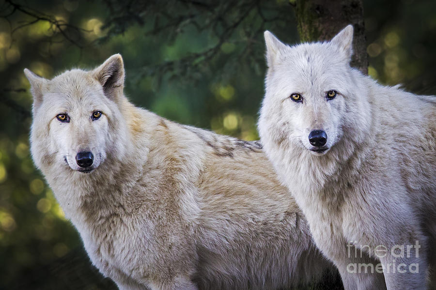 Wolf Sisters Photograph by Sonya Lang