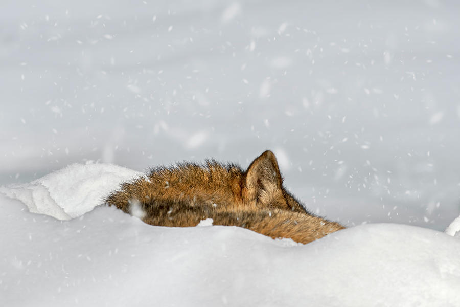 Wolf Sleeping in the Snow Photograph by Arterra Picture Library