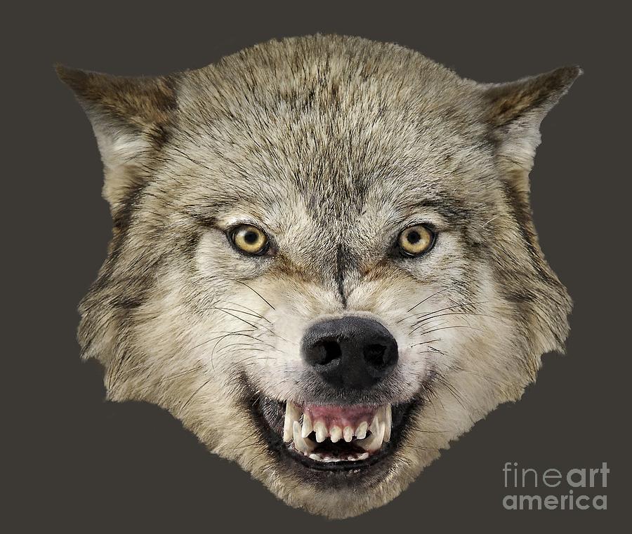 Wolf Snarling Photograph by Wildlife Fine Art