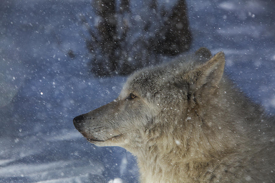 Wolf snowfall Photograph by Jeff Shumaker