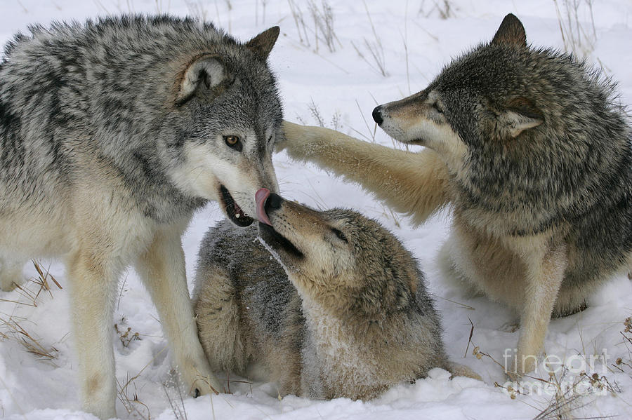 Wolf Social Behavior Photograph by Jean-Louis Klein & Marie-Luce Hubert