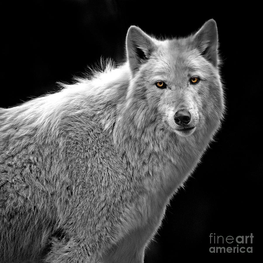 Wolf Photograph by Sonya Lang