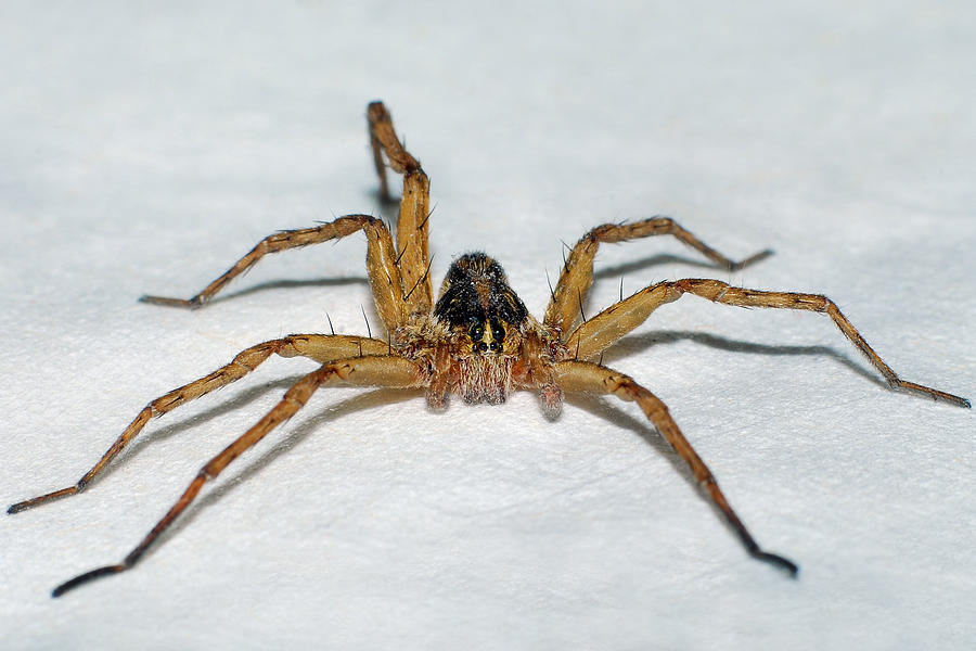 Wolf Spider Photograph by Larah McElroy
