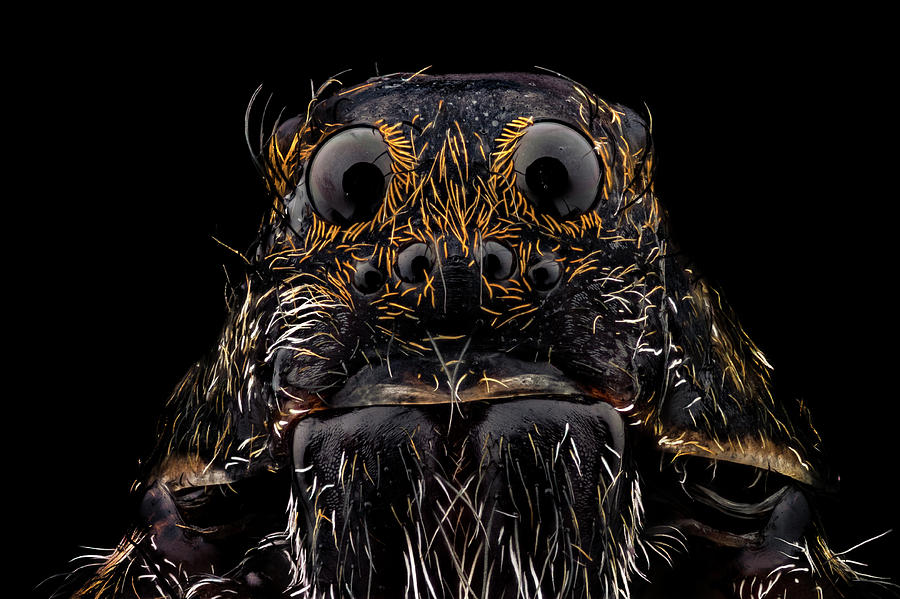 Wolf Spider Photograph by Mihai Andritoiu