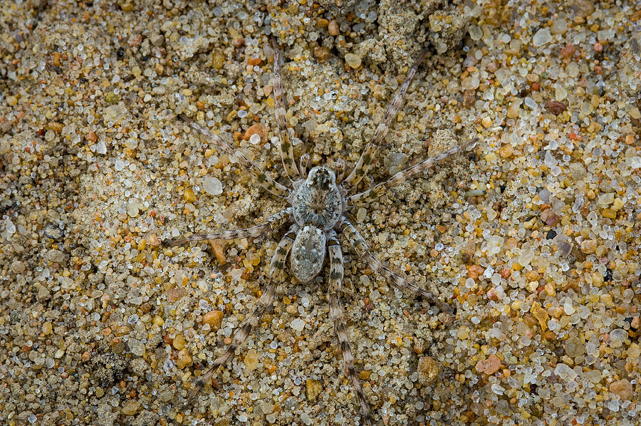 Wolf Spider on Sand Photograph by Jeff Phillippi