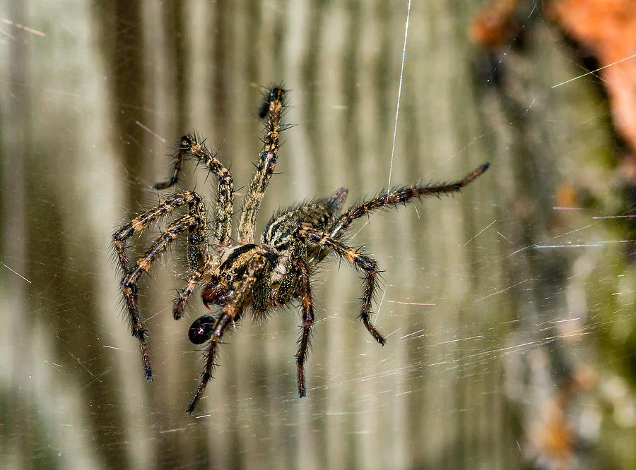 Spider Photograph - Wolf Spider Snack by Steve Harrington