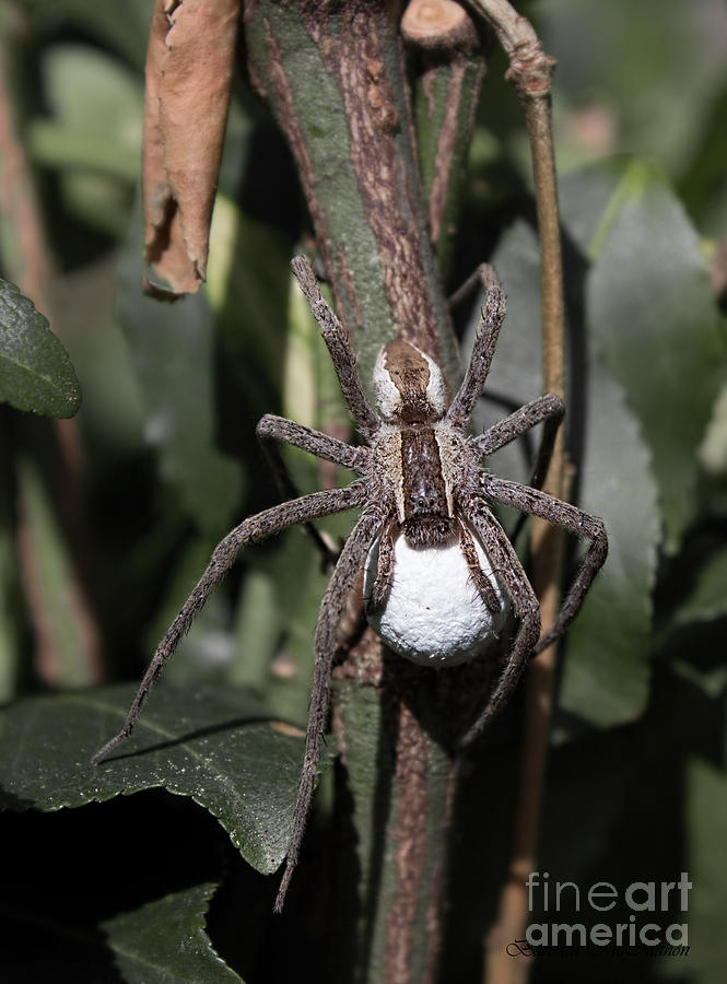 Wolf Spider with Egg Sac Photograph by Barbara McMahon